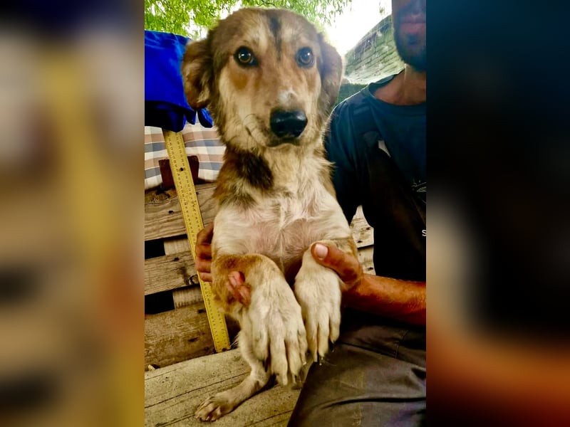 Leroy, ein sanfter kleiner Schatz sucht sein großes Glück.