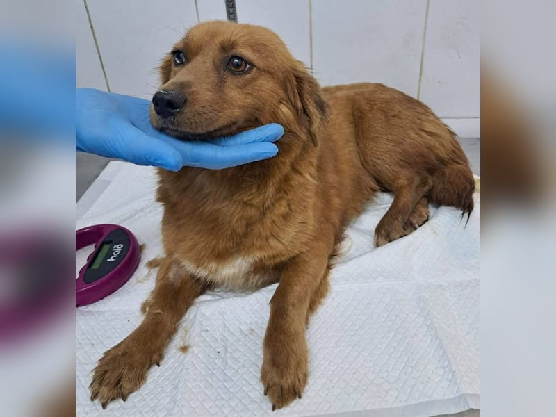 Katzenverträgliche , kleine Zoe