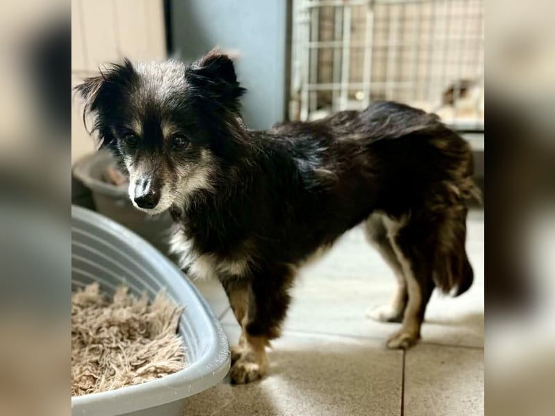 Katzenverträgliches Schmusemäuschen Hope