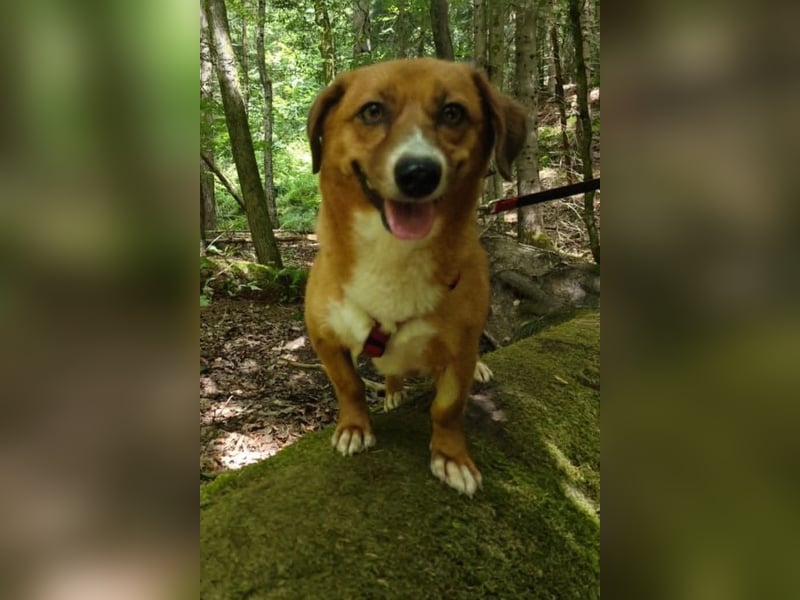 Kuschelmaus Tapsy sucht ihr Glück