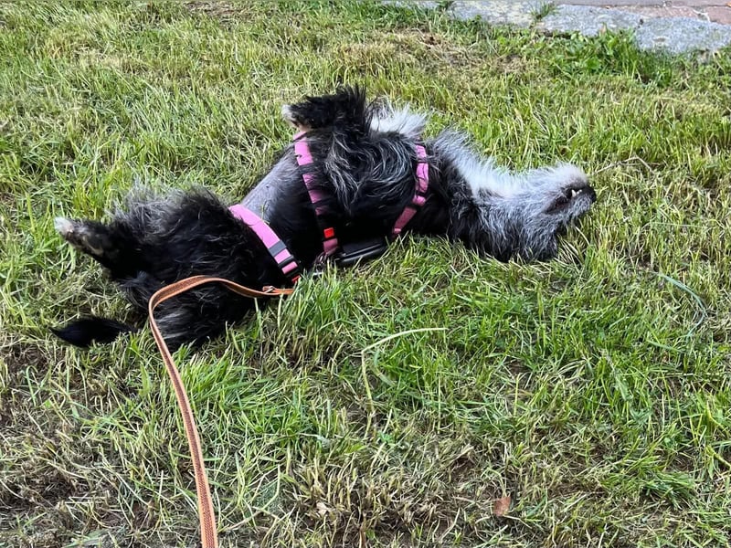 Fröhliche Terrier-Mix-Hündin Finja sucht liebevolles Zuhause