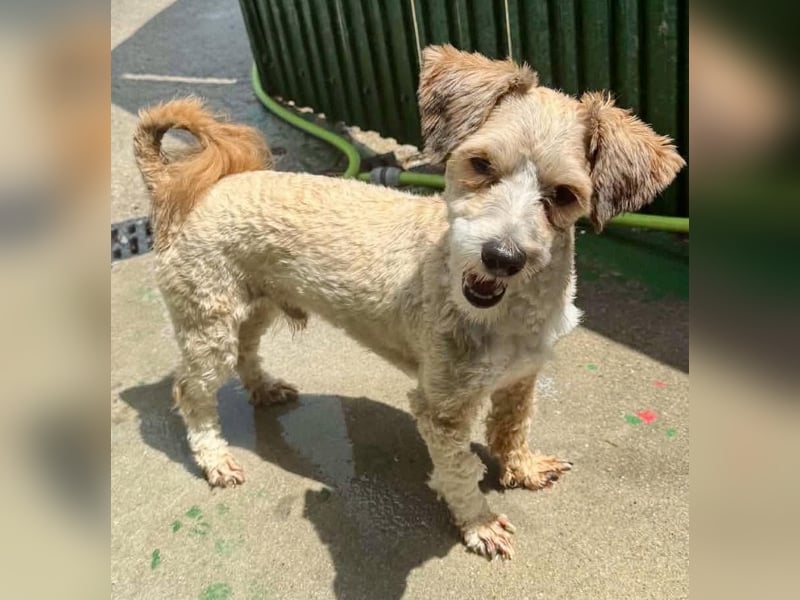 Carino – kleiner Herzenshund sucht seine Menschen