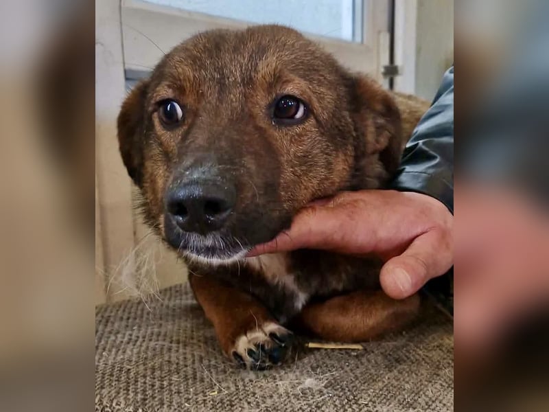 Dankbare, super sanfte Meg