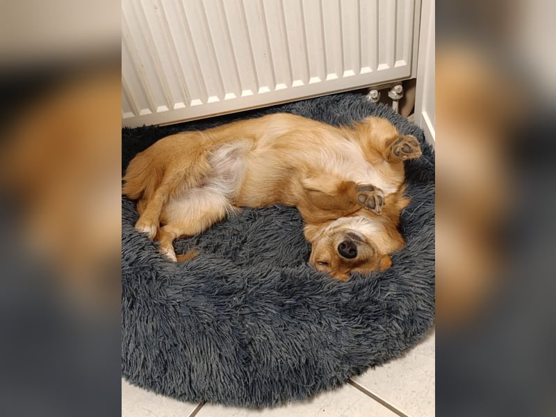 Fibi - kleiner Wirbelwind mit großem Kuschelherz sucht ihr Zuhause