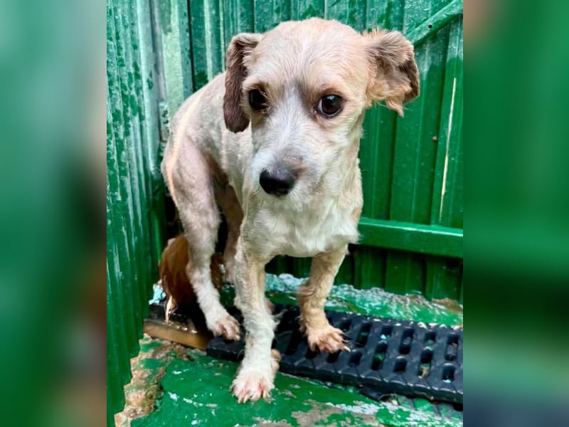 Carino – kleiner Herzenshund sucht seine Menschen
