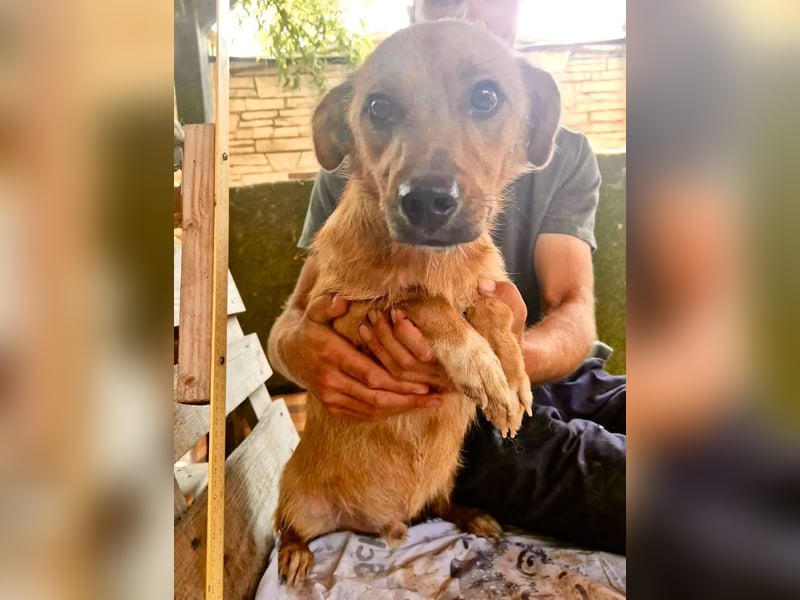 Perry, kleiner Schatz sucht wieder ein Zuhause