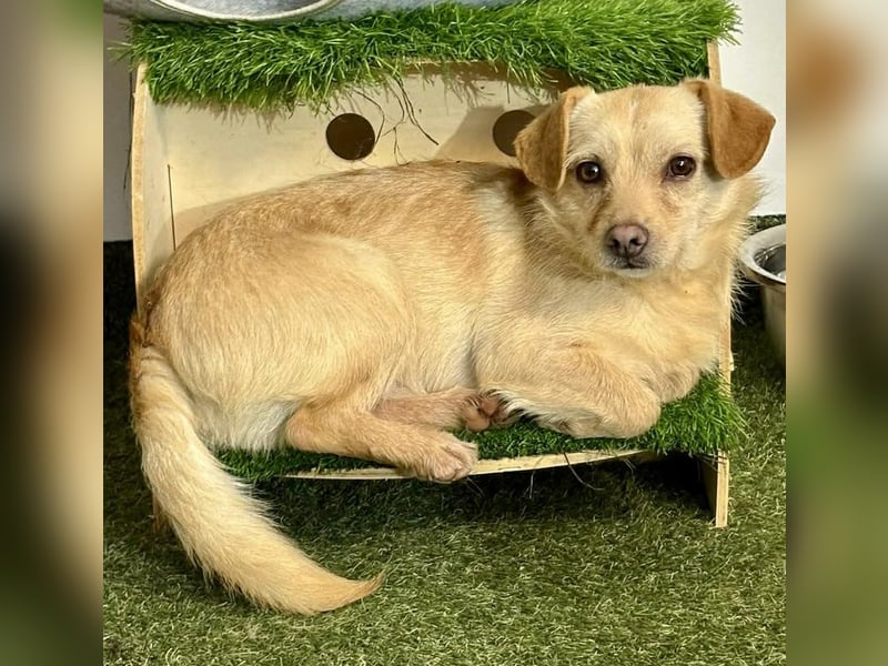 Kleines, zartes Männlein Justus