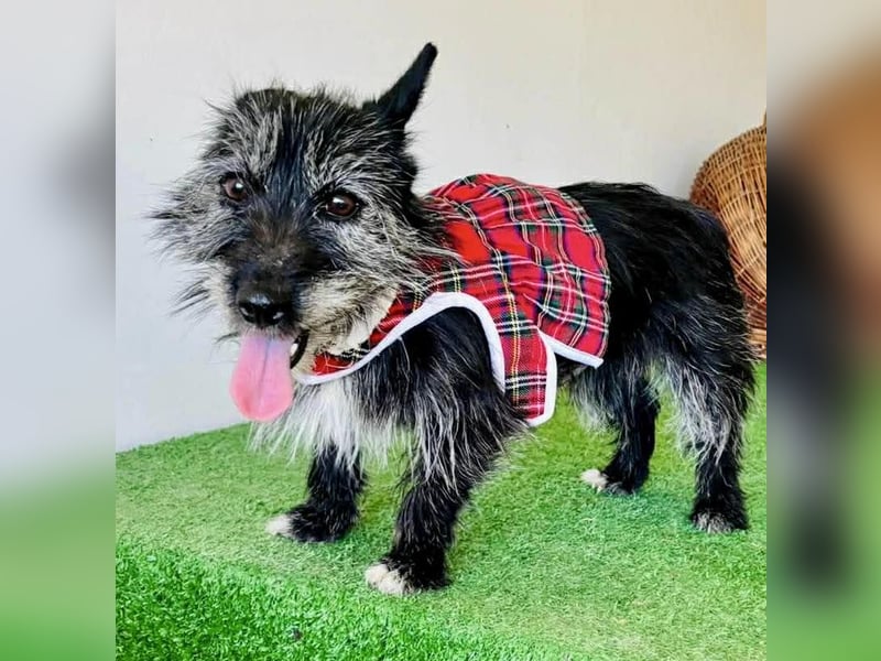 Katzenverträgliches Minimäuschen Finja