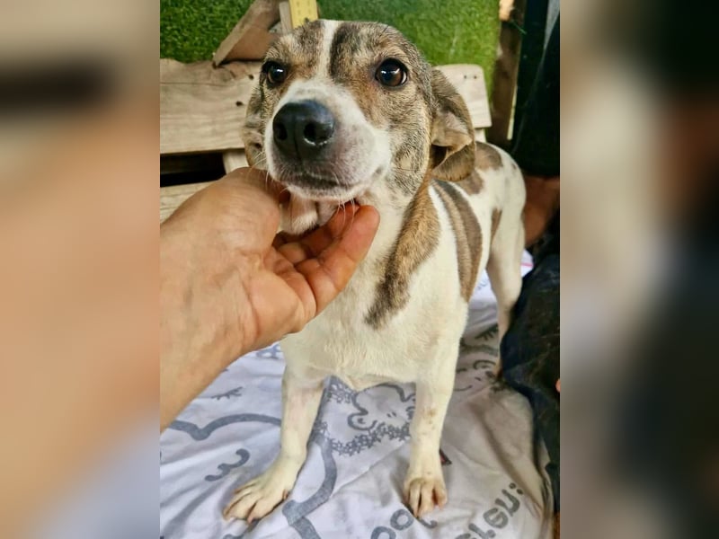 Lara, kleine Maus sucht wieder Liebe