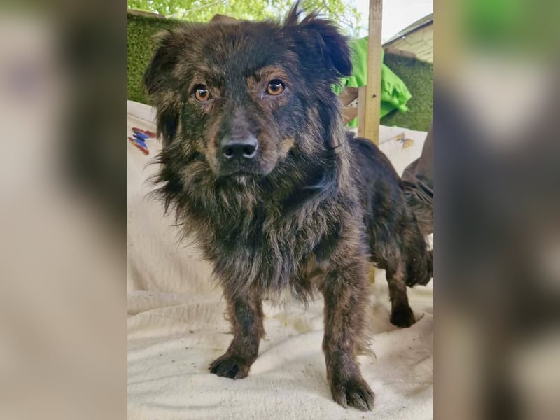 Eddie – kleine verletzte Seele sucht Menschen mit Herz und Geduld