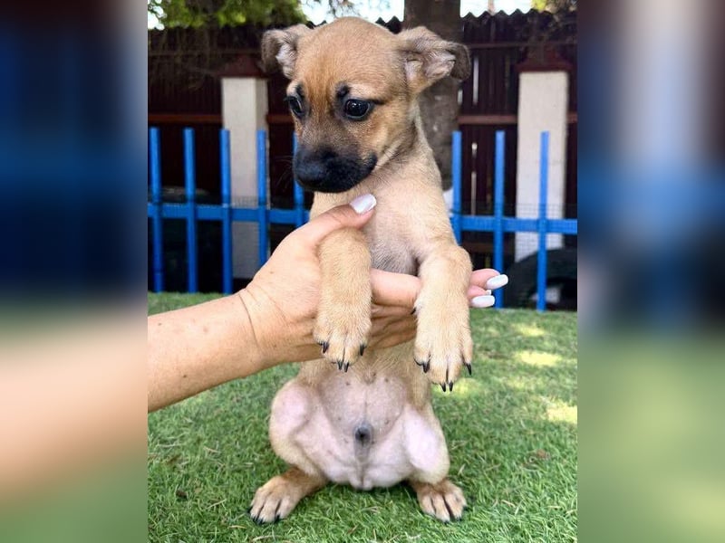 Balu - kleinbleibender Welpenbub