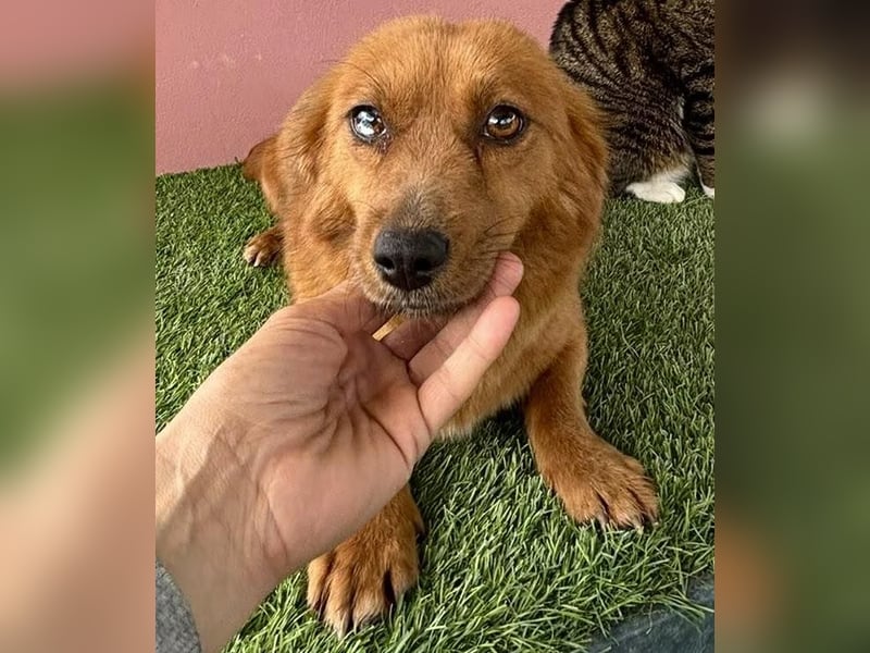 Katzenverträgliche , kleine Zoe