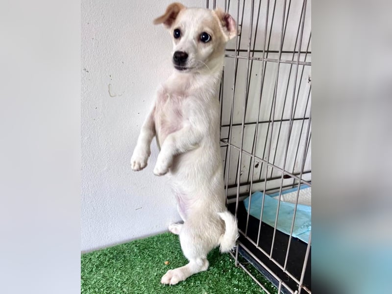 Susi – kleines Welpenmädchen sucht ihr Happy End