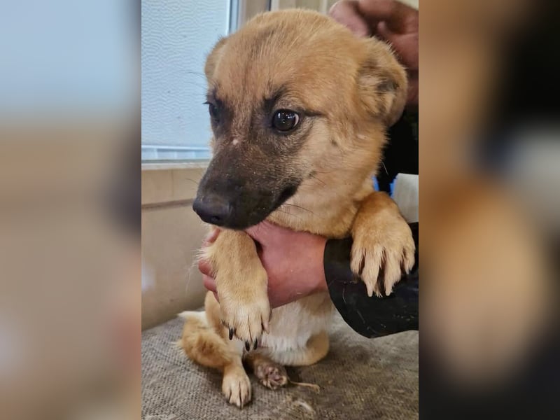 Super sanfte Pfötchengeberin Ava