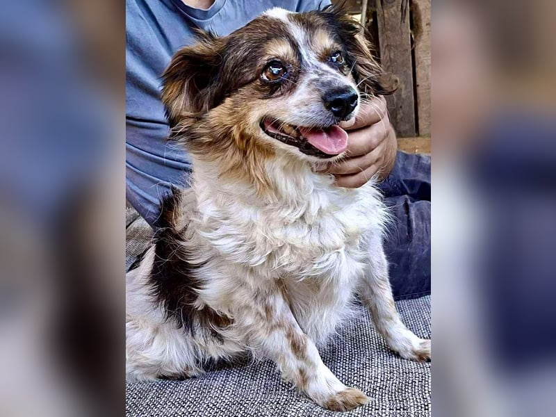 Kleine, sanfte 8 kg Hündin Amber