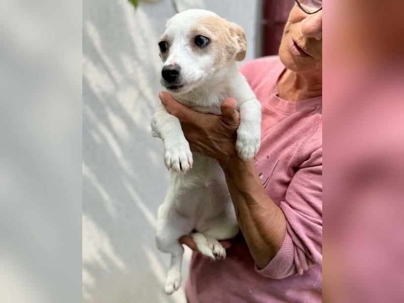 Susi – kleines Welpenmädchen sucht ihr Happy End