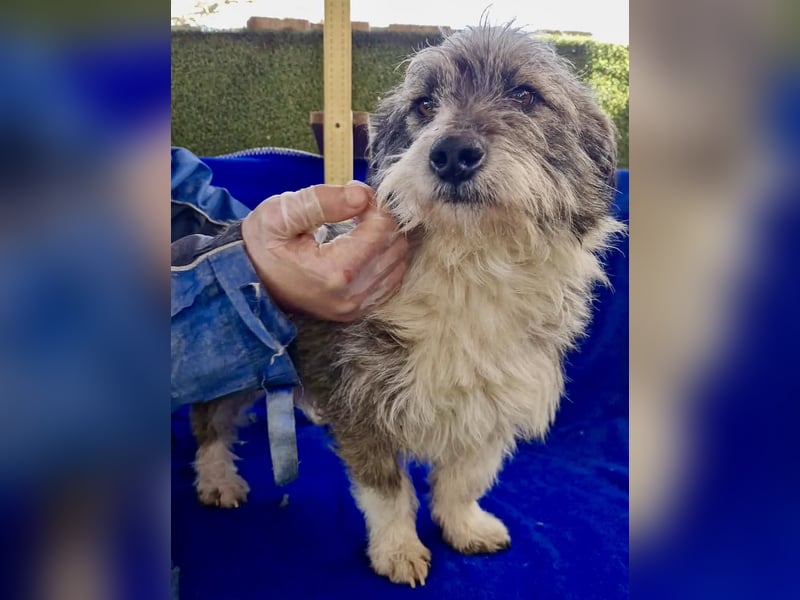 Kleiner Scottie sucht sein Glück