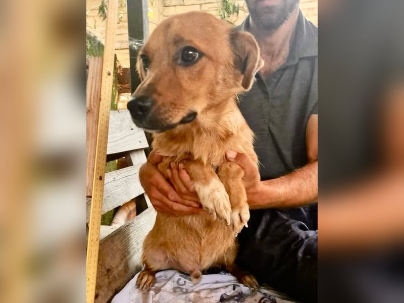 Perry, kleiner Schatz sucht wieder ein Zuhause