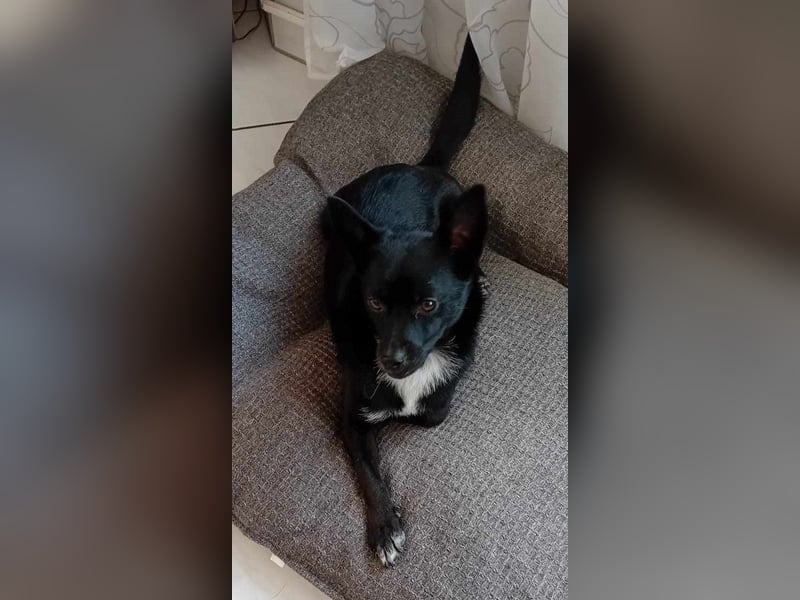 Jungspund JERRY, wo darf er einziehen?