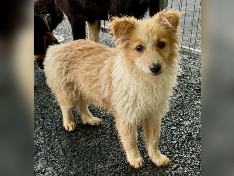 Lani – kleines Hundekind auf der Suche nach Geborgenheit