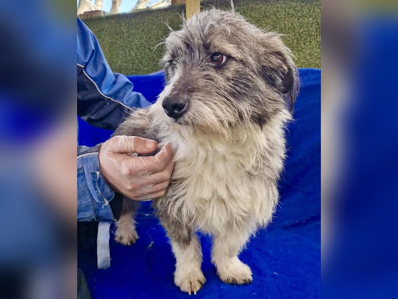 Kleiner Scottie sucht sein Glück