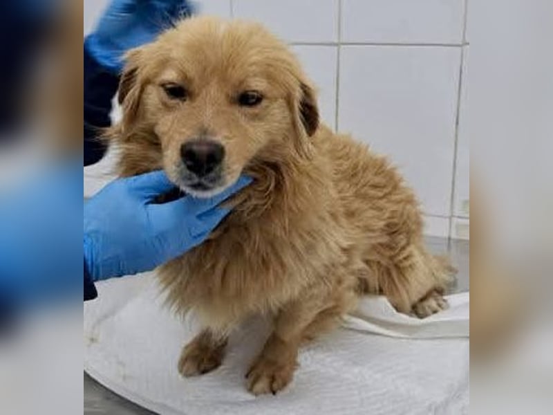 Socke – fröhlicher kleiner Grinsebär sucht sein Glück