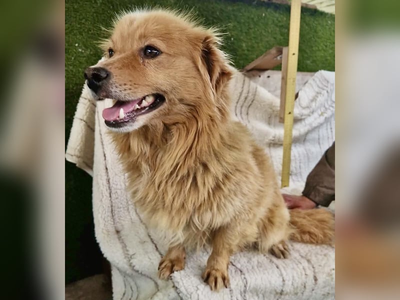 Socke – fröhlicher kleiner Grinsebär sucht sein Glück