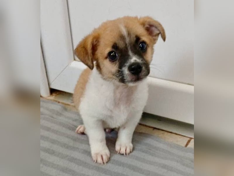 Teddy, kleinbleibender Welpenjunge sucht seine Familie