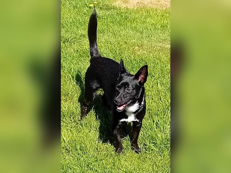 Jungspund JERRY, wo darf er einziehen?