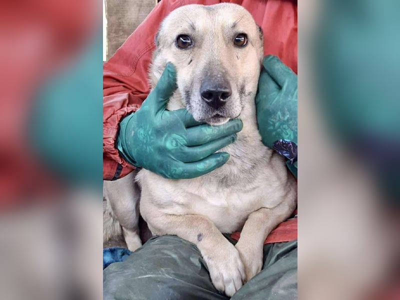 Kleiner ängstlicher Hundebub Balou