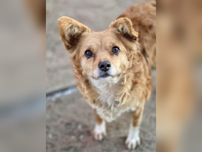 Liebe, kleine Schmusemaus Maya