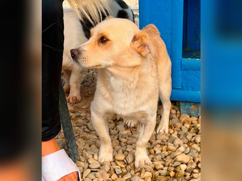 Theo, kleine Knutschkugel sucht seine Familie