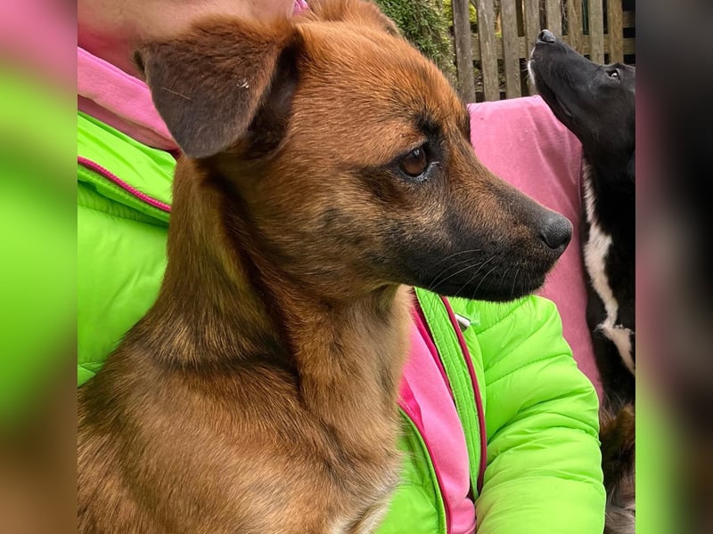 Kleine Allrounderin Nika sucht Familienanschluss