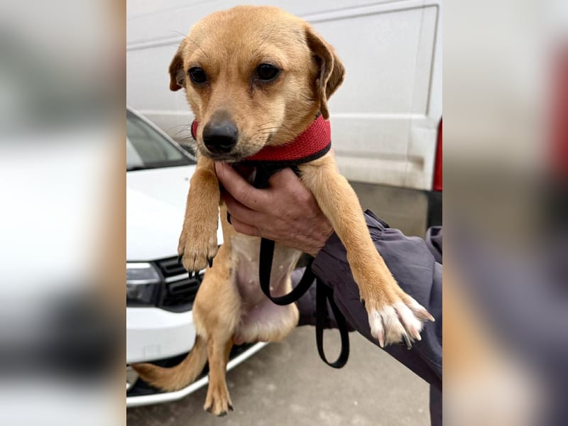 Katzenfreundliches Mini Mäuschen Stella