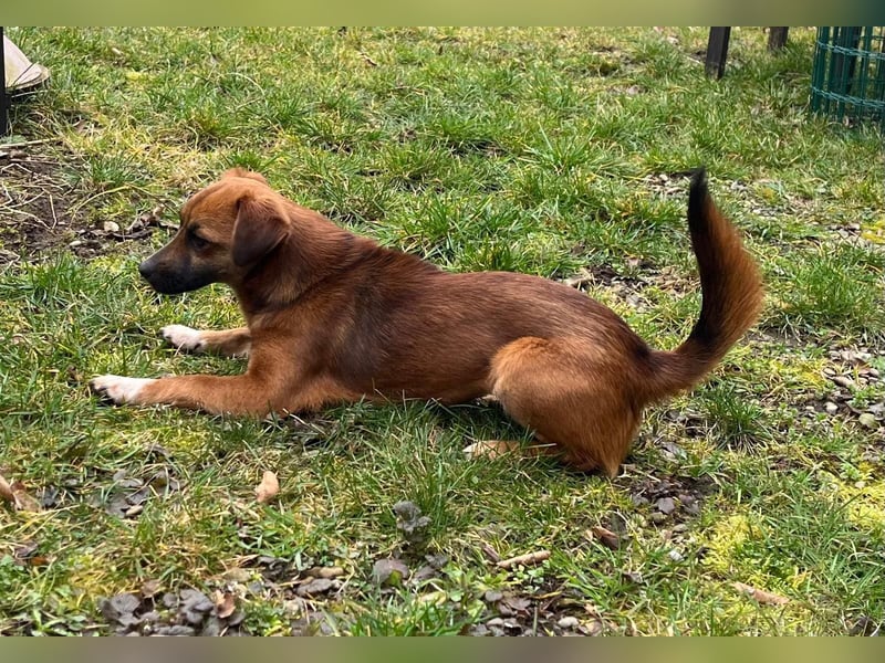 Kleine Allrounderin Nika sucht Familienanschluss