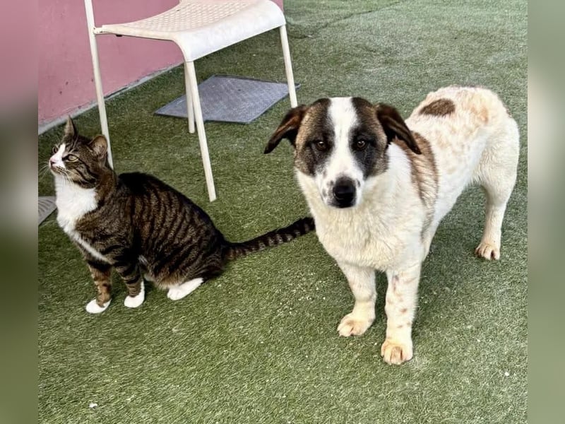 Katzenverträglicher Sonnenschein Mailo