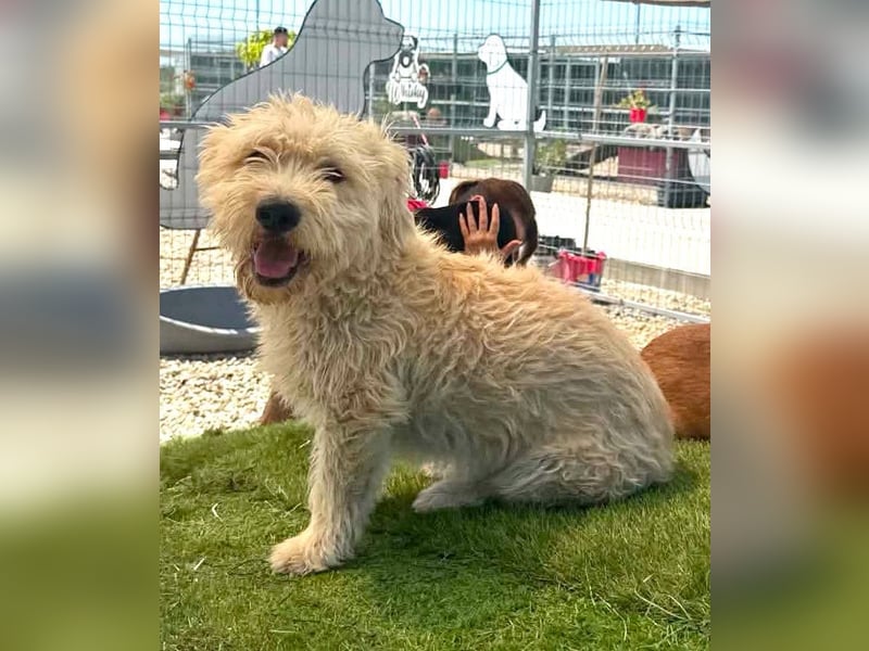Cooper, plötzlich ist sein Zuhause weg...