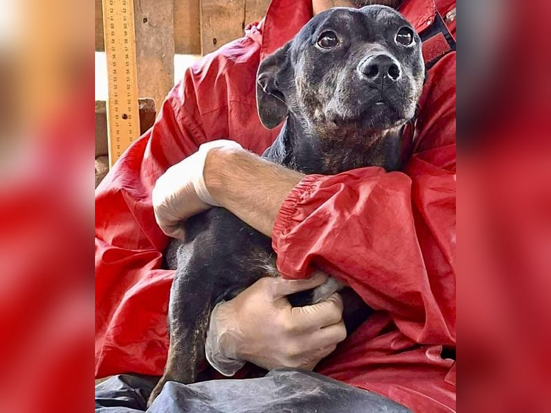 Kleine Ginny – Von der Kette ins Glück