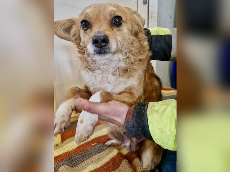 Liebe, kleine Schmusemaus Maya