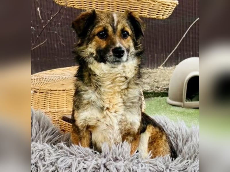 Katzenverträglichen Minimäuschen Ina