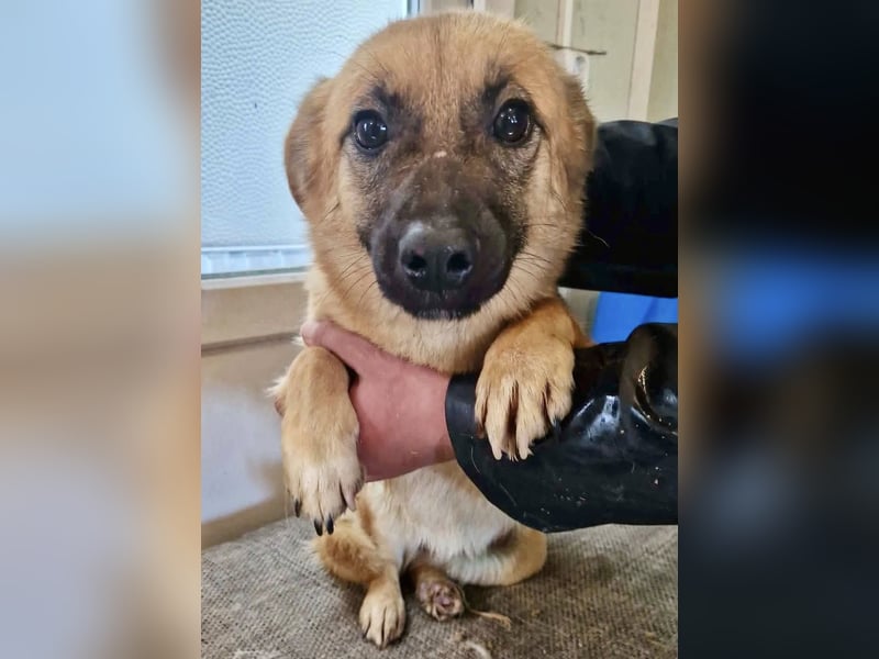 Super sanfte Pfötchengeberin Ava