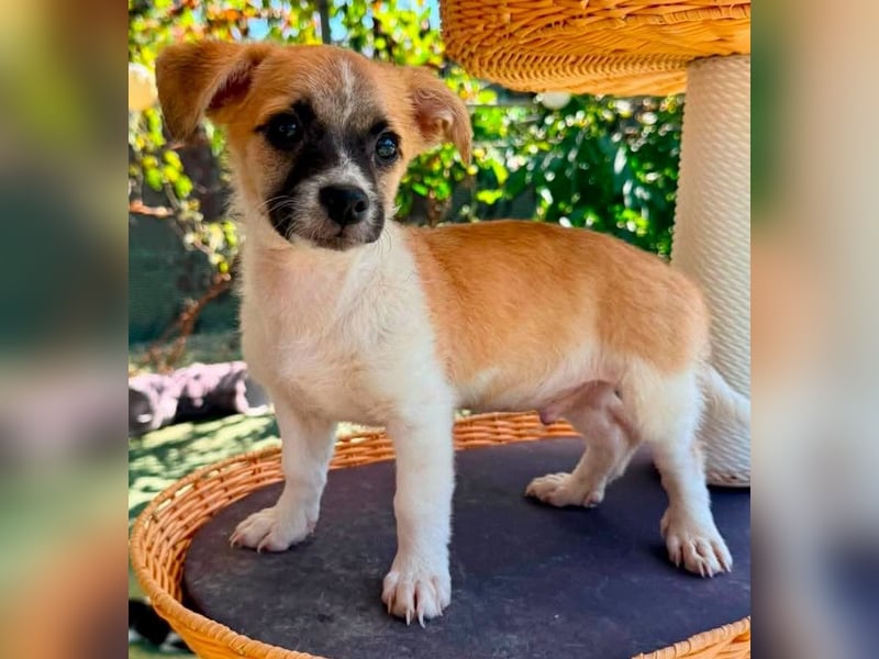 Teddy, kleinbleibender Welpenjunge sucht seine Familie