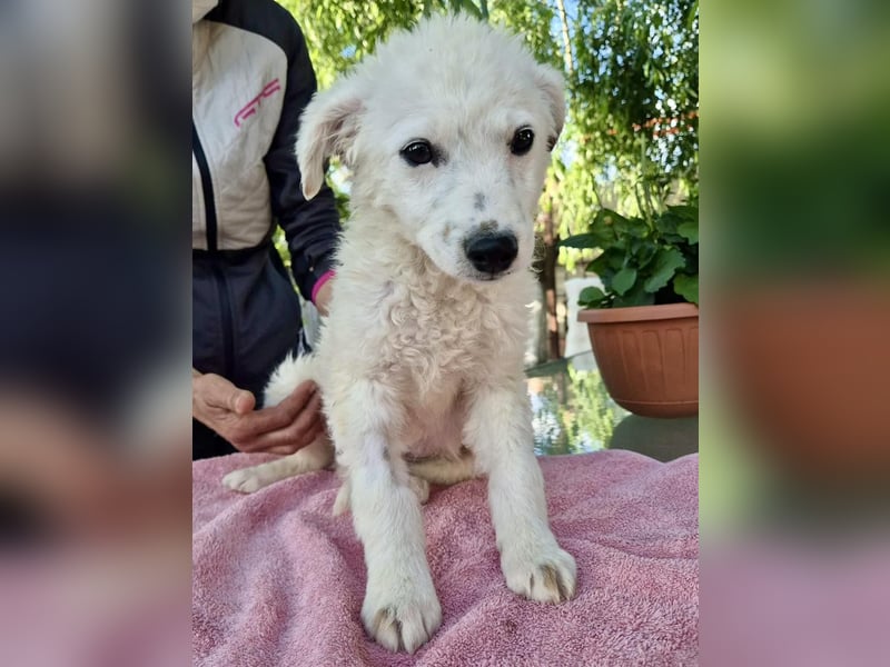 Pearl – kleines Wunder sucht ihre Familie