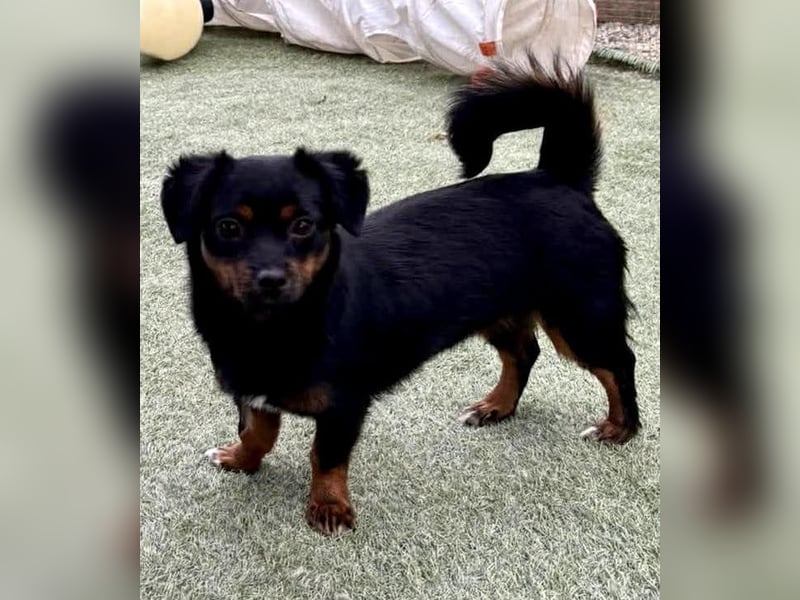 Katzenverträgliches Mini Mäuschen Gretchen