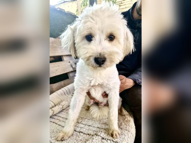 Snoopy – kleiner Gute-Laune-Hund sucht sein Glück