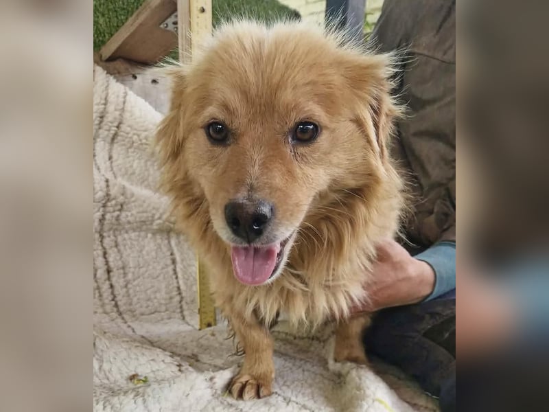 Socke – fröhlicher kleiner Grinsebär sucht sein Glück