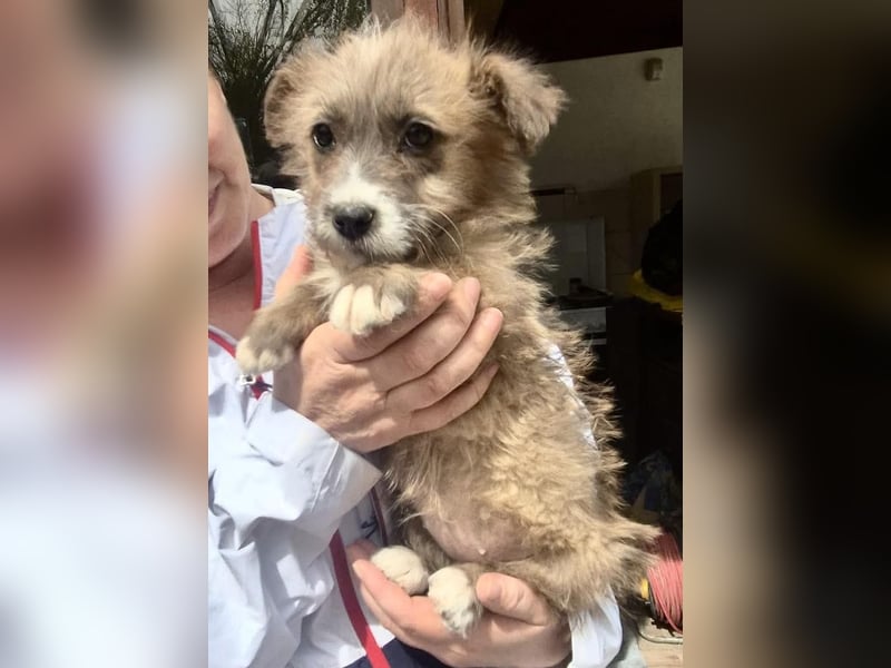 Milly sucht ihr großes Glück