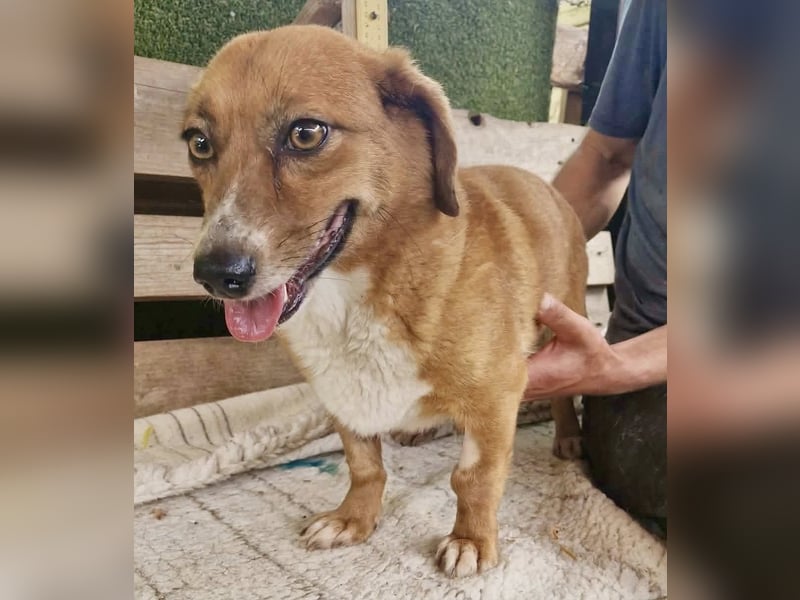 Tapsy, kleines Herz sucht Geborgenheit