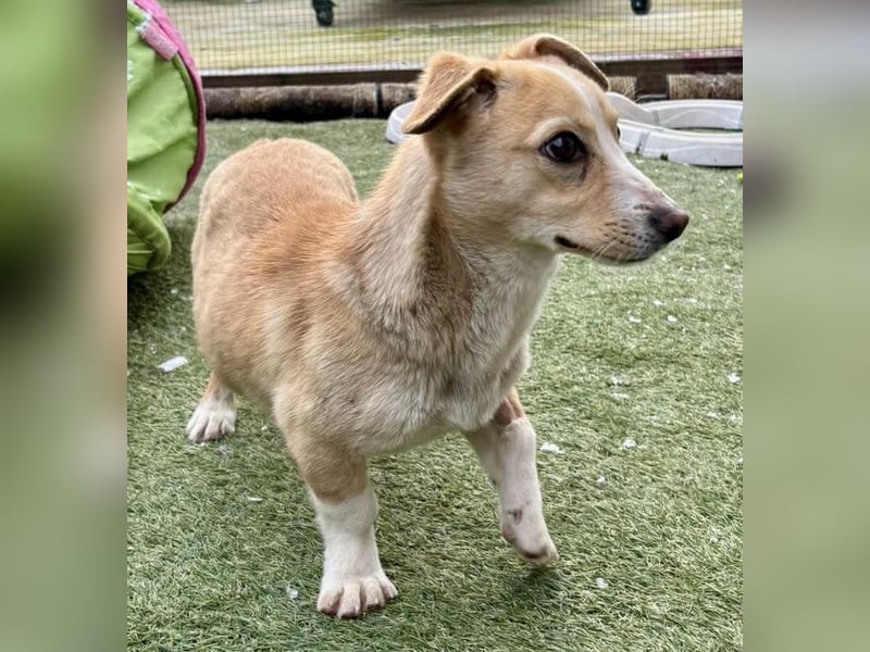 Kuschelhund Chester braucht seine Menschen