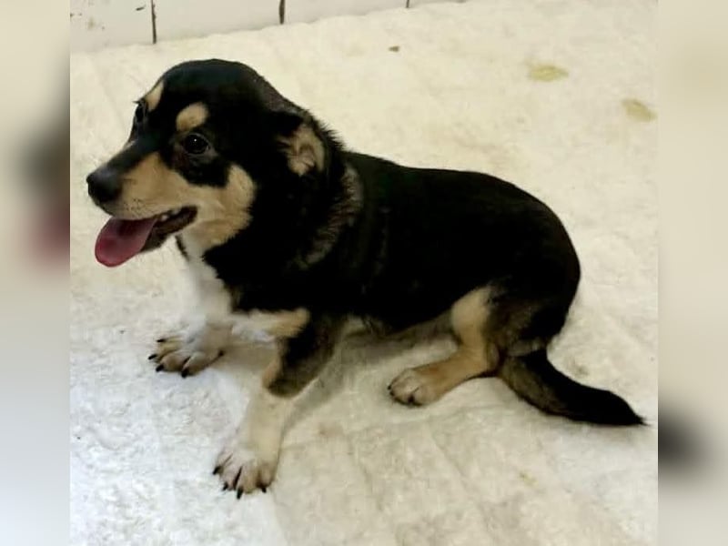 Kleiner Sonnenschein Aris…